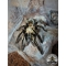 Ephebopus murinus / Skeleton leg 1/2 fh  (1-1.5 cm)